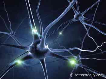 Scientists May Have Unlocked Function of Mysterious Structure Found on Neurons in the Brain