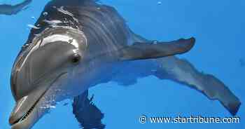 Beloved 'Dolphin Tale' star Winter died of twisted intestine