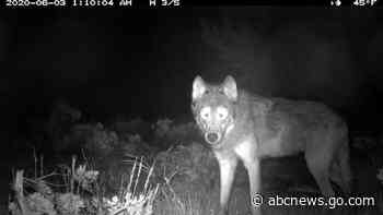 Fight over US wolf protections heads to federal courtroom