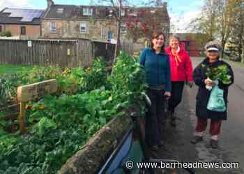 Neilston community garden project grows appetite for local produce - Barrhead News