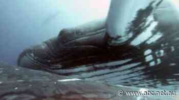 Camera captures 'boss' humpback starting multi-whale fight