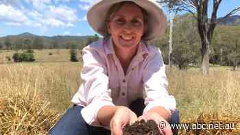 How this 'worm lasagne' helps grow soil carbon to store 'an extra 70,000L of water per hectare'