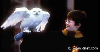 20 years on, the Harry Potter films are more magical than ever     - CNET