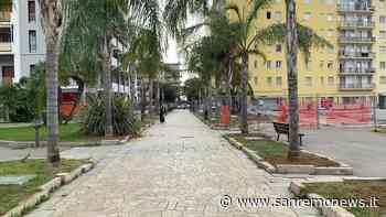 Arma di Taggia: prosegue l'opera di sostituzione delle palme abbattute, presto 14 nuovi esemplari nel viale - SanremoNews.it