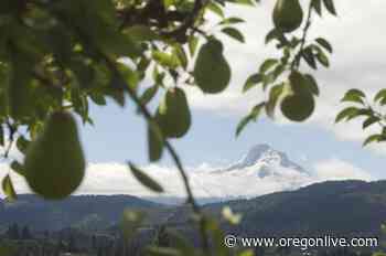 Hood River’s famous Fruit Loop is a great (and tasty) fall drive: Gerry Frank’s picks - OregonLive