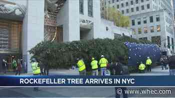 Deck the halls! Rockefeller Christmas tree arrives to New York
