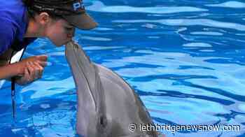 Beloved 'Dolphin Tale' star Winter died of twisted intestine - Lethbridge News Now