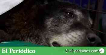 Buenos Aires: rescatan a un perro de una alcantarilla tras 20 horas de trabajo - El Periódico
