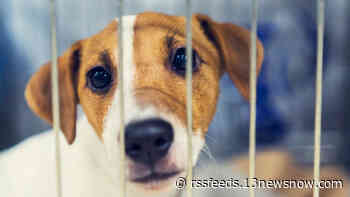 Fosters needed: Portsmouth Humane Society says shelter at 'critical' capacity