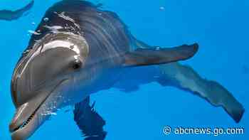 Beloved 'Dolphin Tale' star Winter died of twisted intestine