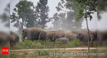 Rain, tired elephant herd throw up challenges for forest dept in E Burdwan - Times of India