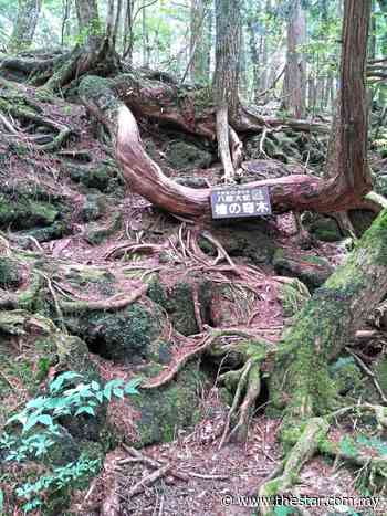 Malaysian hiker almost lost in 'forbidden' part of Japan's suicide forest - The Star Online