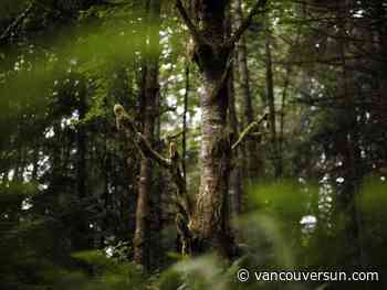 Torrance Coste: Conservation shouldn’t be scapegoat for forest industry woes - Vancouver Sun
