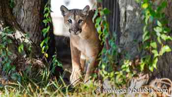 Mountain lion and bear sightings shake up Angeles National Forest foothill communities - Inland Valley Daily Bulletin