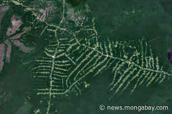 The Amazon has highest October forest loss since at least 2007 - Mongabay.com