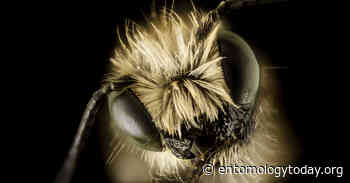 In a New Study, Spring Forest Bees Get Their Due - Entomology Today