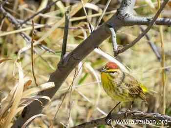 Boreal Forest Offers Hope in the Face of Climate & Biodiversity Crises - National Audubon Society
