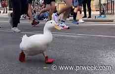 Aflac reacts to the duck that ran in the NYC marathon