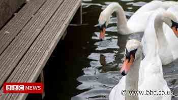 Dozens of swans die in Stratford-upon-Avon bird flu outbreak