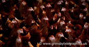 Bird flu outbreak confirmed at Lancashire poultry farm - Grimsby Live - Grimsby Live