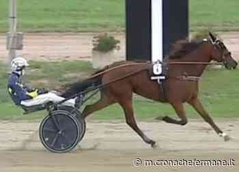 Palio dei Comuni, Akela Pal Ferm per difendere i colori di Fermo - Cronache Fermane