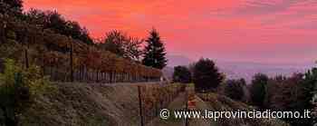 San Fermo di vino. Open day gustoso per cantine e vigneti - La Provincia di Como