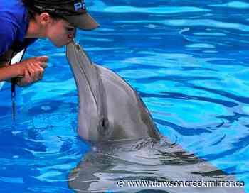 Beloved 'Dolphin Tale' star Winter died of twisted intestine - Dawson Creek Mirror