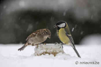 Natuur en Bos betrapt illegale vogelvangers in Westerlo en Kasterlee - Nnieuws.be