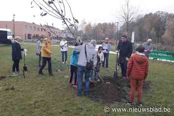 Gezinsbond Sint-Job vereeuwigt honderd jaar ijveren voor welzijn gezinnen met notenboom
