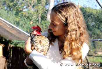 Malgré les plaintes des voisins, cette Varoise de 15 ans défend bec et ongles le petit coq qu’elle a vu naître