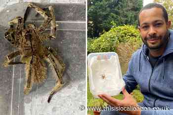 Man 'finds world's most venomous spider' in Bromley bananas