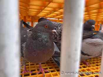 "Qui peut supporter ça? C’est cruel!": les cages à pigeons pointées du doigt à Antibes