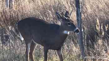 Wildlife experts watching deer population for virus behind COVID-19