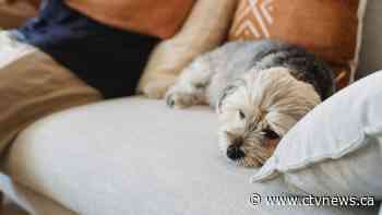 Household noises may cause anxiety, fear for dogs: study
