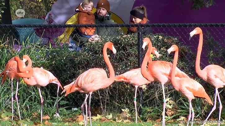 Flamingo’s moeten verhuizen: ophokplicht door vogelgriep treft ook de Zoo