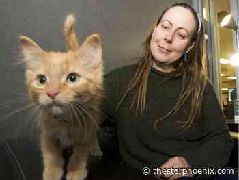 Elrose woman who runs cat rescue found guilty of causing animal distress