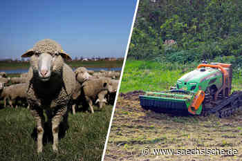 Riesa: Roboter ersetzen Schafe auf Elbwiesen - Sächsische.de
