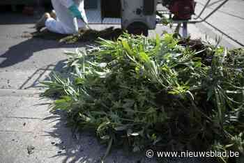 Brand in loods brengt grote cannabisplantage aan het licht