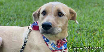 Meet Gunner! TODAY fans helped pick this sweet service dog's name