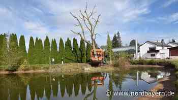 Supermarkt-Bau in Allersberg: Geld vor Natur? - Nordbayern.de
