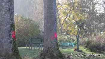 Memmingen: Kranke Eschen müssen gefällt werden - Merkur.de