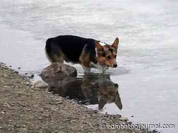 As river freezes, Edmonton reminds dog owners to take caution around water and ice