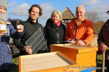 Dunkle Wildbiene soll in Kloschwitz heimisch werden - Freie Presse