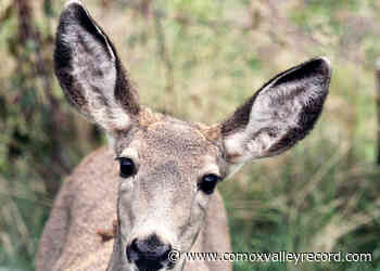 Conservation officers investigating killing of 3 mule deer in West Kootenay – Comox Valley Record - Comox Valley Record