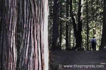 Upgrade in Cultus Lake Provincial Park aimed at relieving parking pressure – Chilliwack Progress - Chilliwack Progress