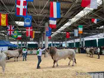 Il meglio della razza piemontese in vetrina al Miac di Cuneo - https://ilcorriere.net/