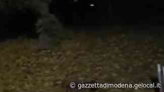 Sassuolo. Pitbull vagante in strada: scatta l’emergenza - La Gazzetta di Modena