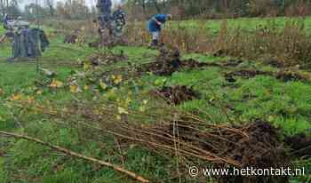 Gratis af te halen: boompjes (zaailingen) uit het Loetbos - Kontakt