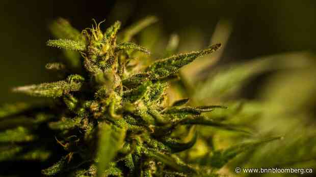 Cannabis Canada Weekly: Aurora targets premium, medical pot in Canada's 'irrational' market - BNN