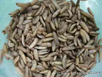 [Feature] From bugs to delicacies, insect proteins find niche in pet food market - The Korea Herald